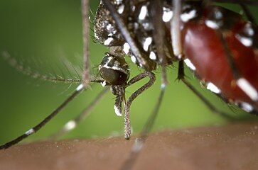 Nematocera: Culicidae head. Feathery filamentous antennae, piercing suction mouth parts