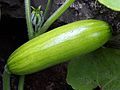 Aehobak or "Korean zucchini"