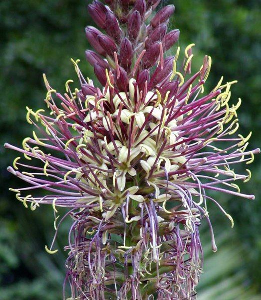 File:Agave chiapensis flowers.jpg