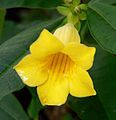 Allamanda neriifolia