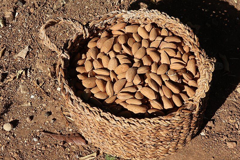 File:Almonds n basket.jpg