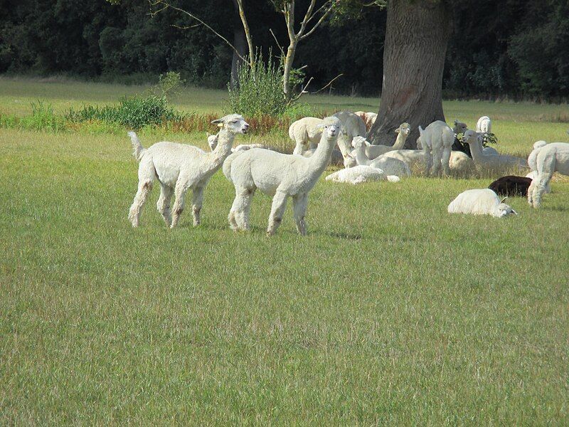 File:Alpacas at Shiprods.jpg