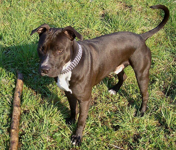 File:AmStaff6.jpg