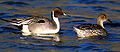 Northern Pintail, Anas acuta