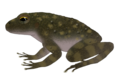 Illustration of a live Du Toit's torrent frog