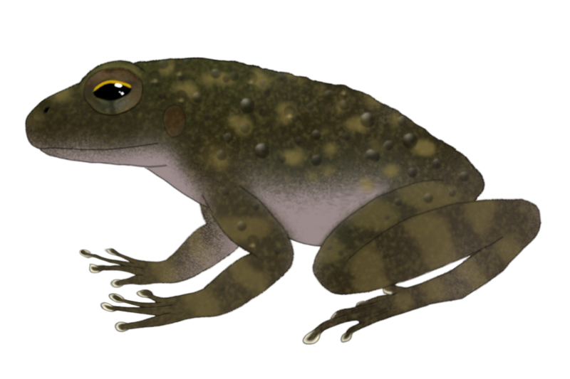 File:Arthroleptides dutoiti reconstruction.png