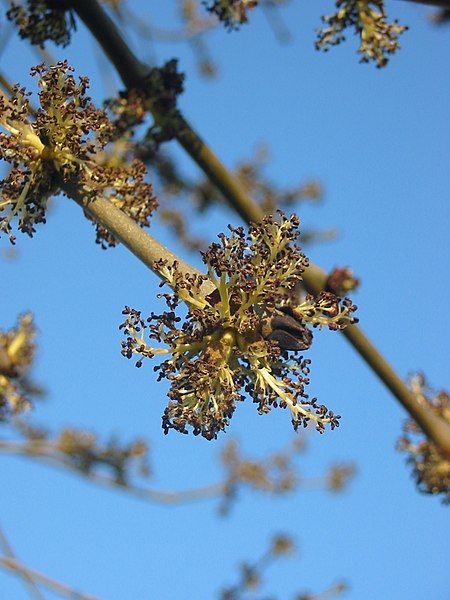 File:Ash flower.JPG