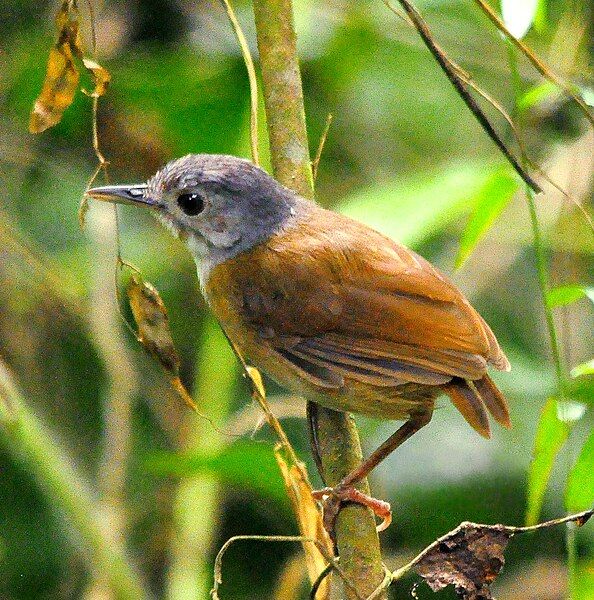 File:Ashy-headed Babbler.jpg