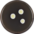 Aspergillus deflectus growing on MEAOX plate