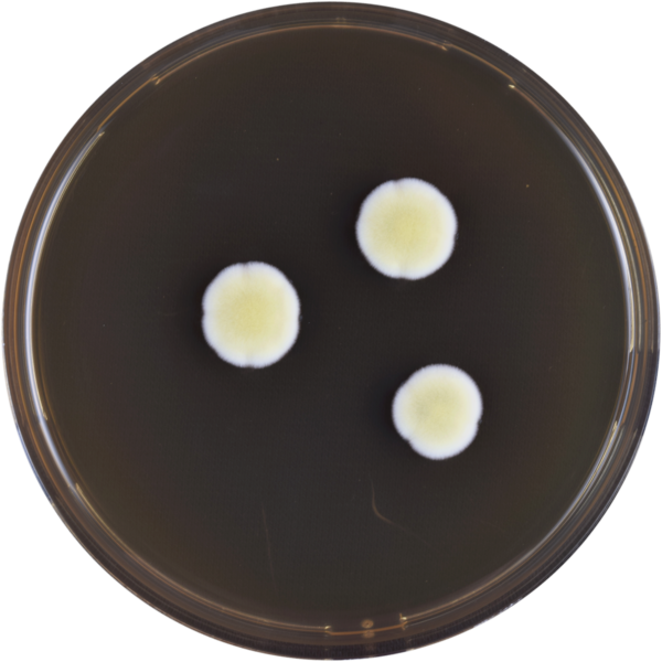 File:Aspergillus deflectus meaox.png