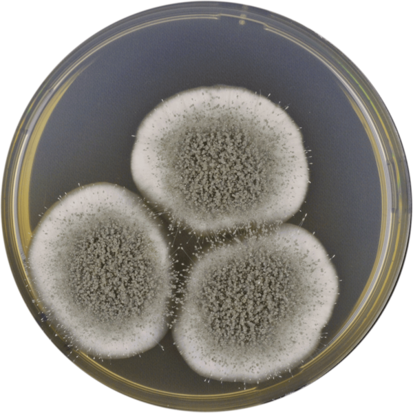 File:Aspergillus giganteus cya.png