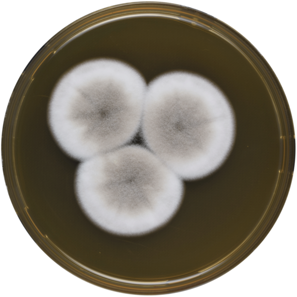 File:Aspergillus keveii meaox.png