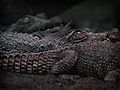 Baby Crocodiles