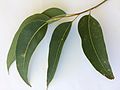 Adult leaves