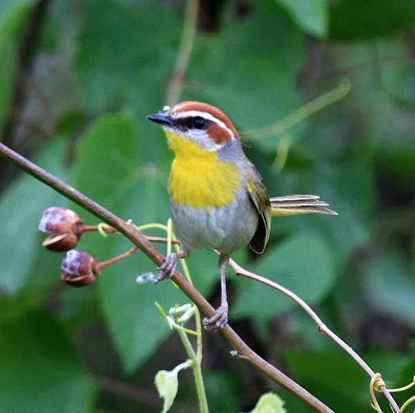 File:Basileuterus rufifrons Arizona.jpg