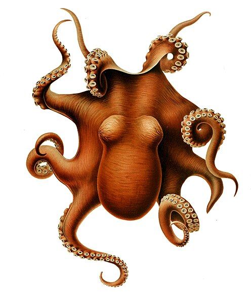 File:Benthoctopus levis.jpg