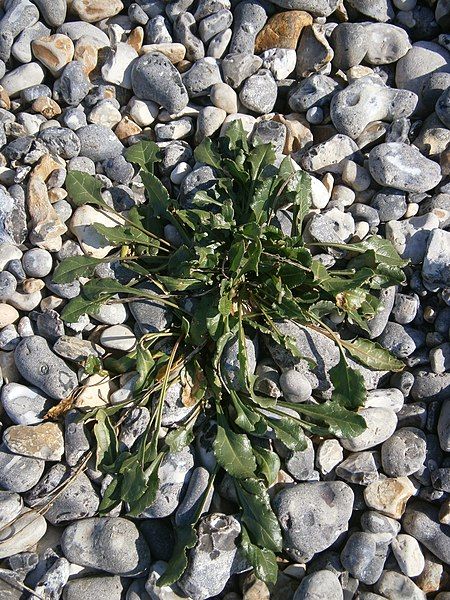 File:Beta maritima leaf.JPG