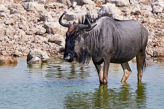 Blue wildebeest (connochaetes taurinus) near Okaukuejo in Etosha