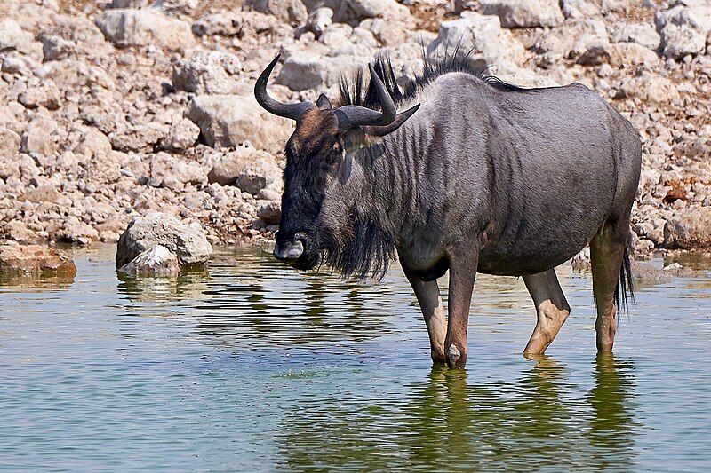 File:Blue Wildebeest 2019-07-25.jpg