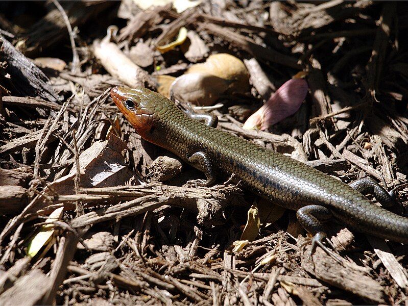 File:Broad-headed skink.jpg