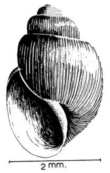 File:Bulinus reticulatus shell.png