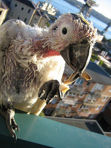 File:Cacatua galerita -illness-8.jpg