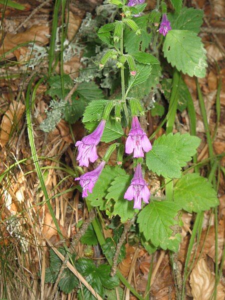 File:Calamintha grandiflora003.jpg