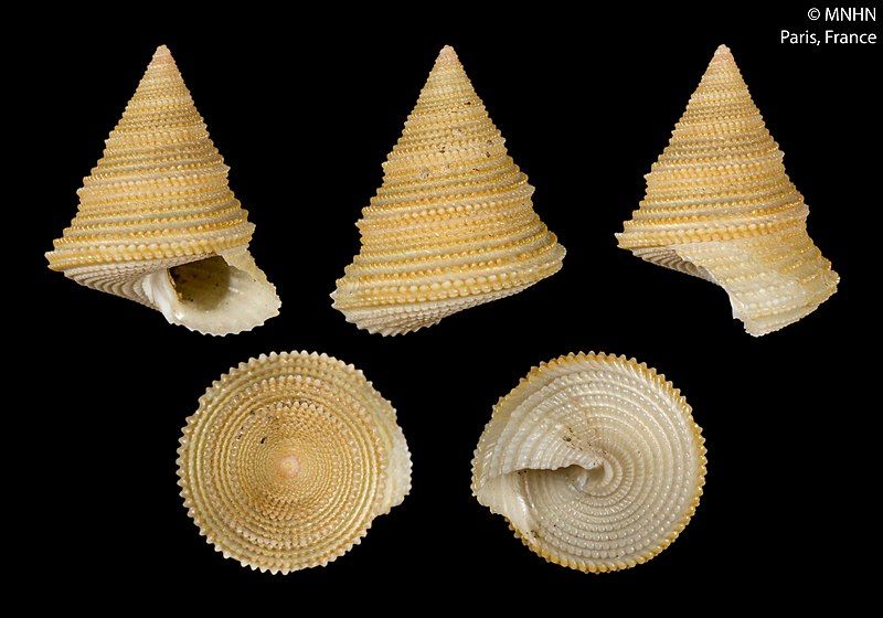 File:Calliostoma tropis (MNHN-IM-2000-22081).jpeg