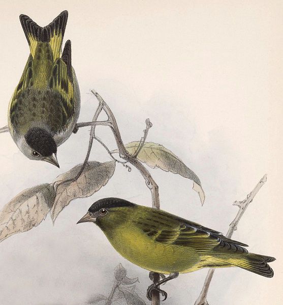 File:Carduelis atriceps 1902.jpg