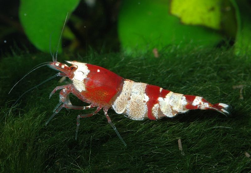 File:Caridina-cf-cantonensis-red-bee.jpg