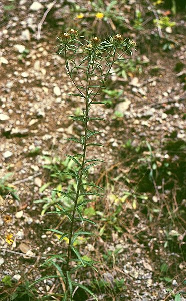 File:Carlina biebersteinii 2.jpg