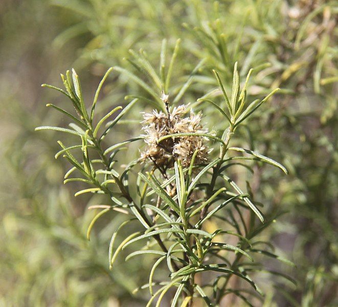 File:Cassinia macrocephala.jpg