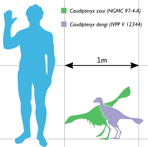 File:Caudipteryx Scale.svg