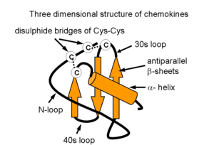 Three dimensional structure of chemokines