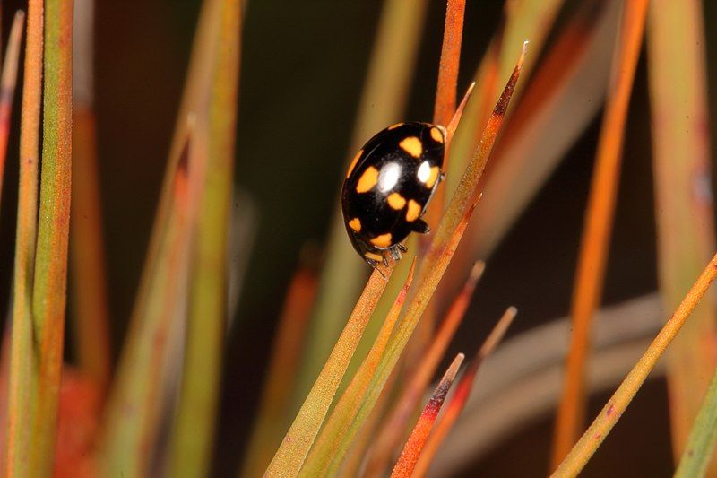 File:Coccinella leonina 30513333.jpg