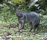 Gray canine in jungle