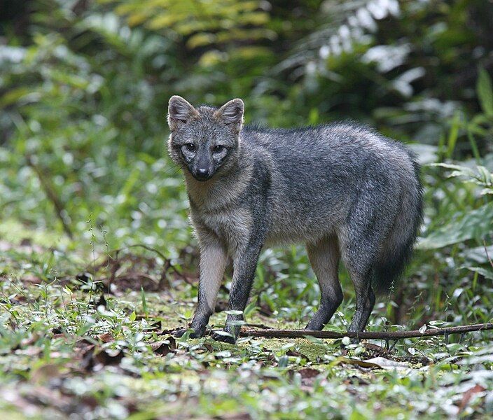 File:Crab-eating Fox.JPG