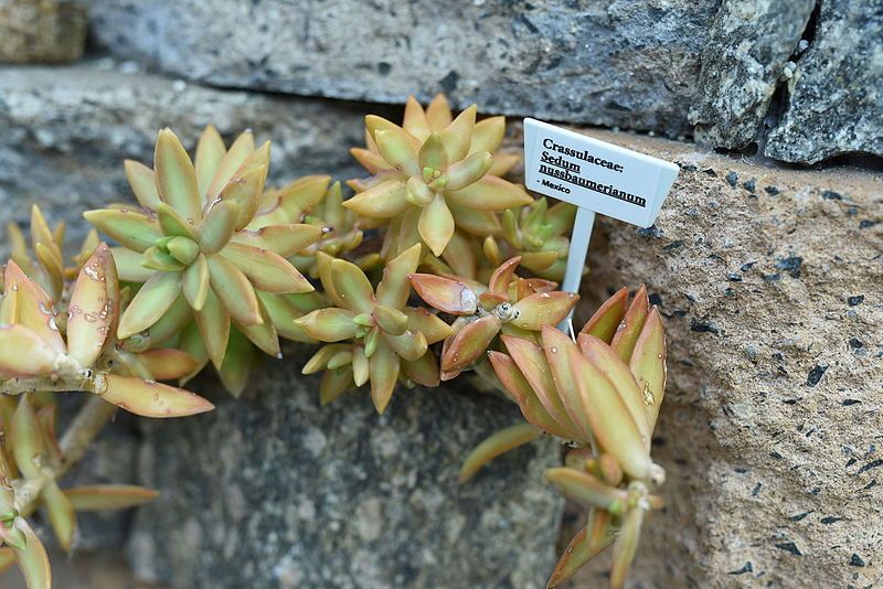 File:Crassulaceaeː Sedum nussbaumerianum.JPG