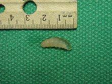 A small, whitish clear grub lined up next to a ruler - showing that it is 2mm long.