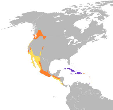 File:Cypseloides niger map.svg