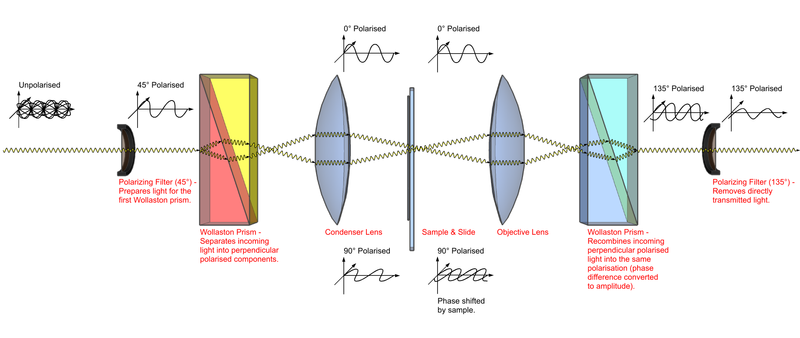 File:DIC Light Path.png