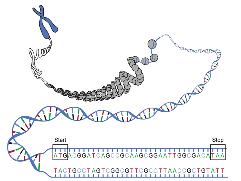 File:DNA ORF.png