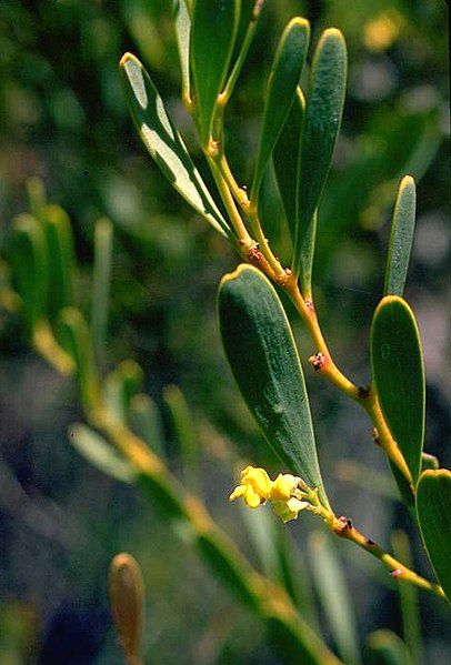 File:Daviesia emarginata.jpg