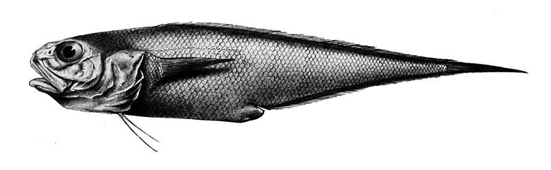 File:Diplacanthopoma raniceps.jpg