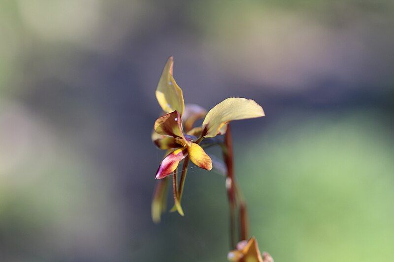 File:Diuris porphyrochila.jpg