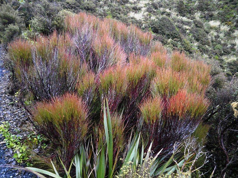 File:Dracophyllum longifolium 11.JPG