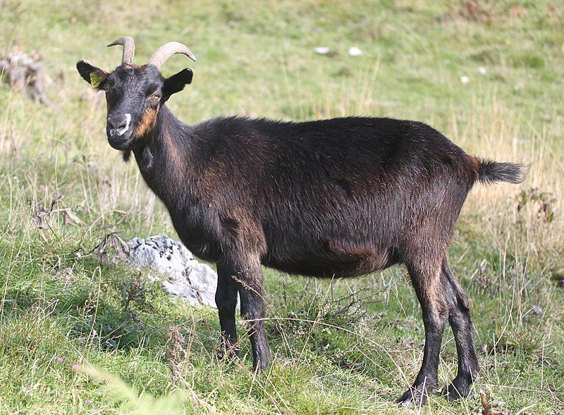 File:Drezhnica goat (cropped).JPG