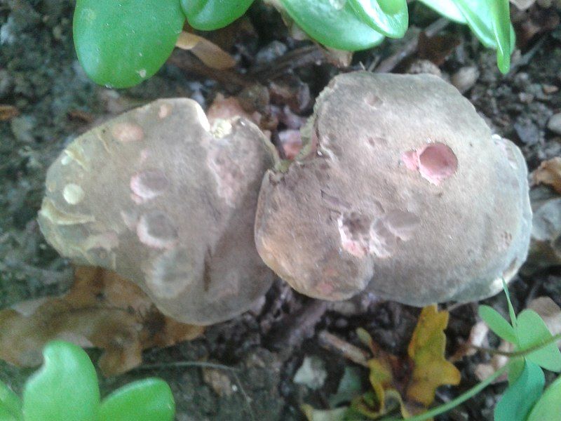 File:Drilled mushrooms.jpg