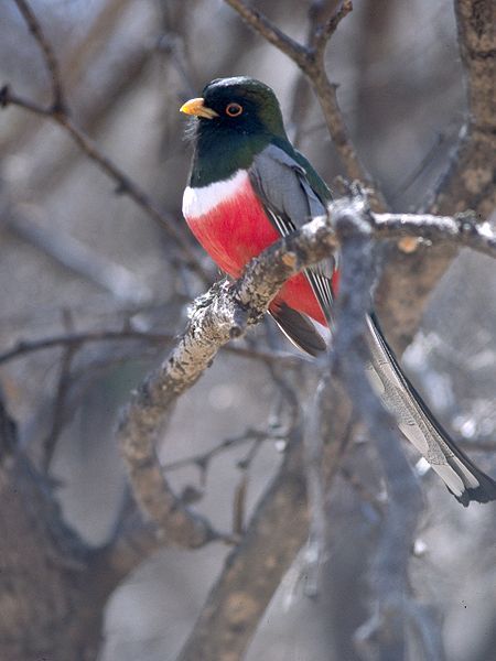 File:Elegant Trogon.jpg