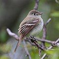 Least flycatcher has bold eye-rings and shorter primary projection.